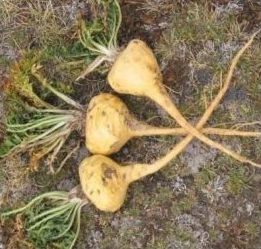 Maca Peruana