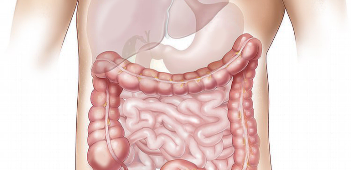 Vamos dar mais atenção ao nosso intestino?