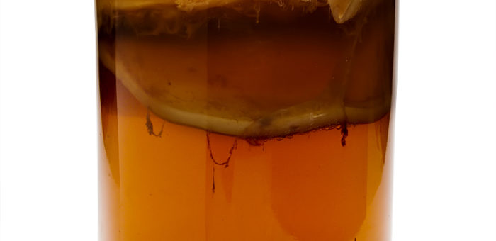 Kombucha